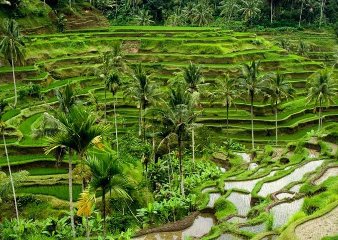 Wypoczynek na Bali: Od Szumu Oceanu po Serce Dżungli